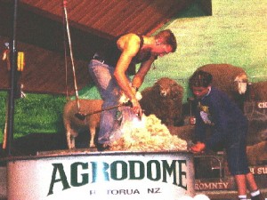 An expert shearing a sheep