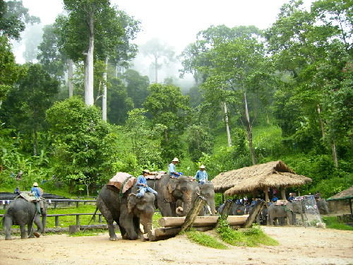 Maesa Elephant Camp in the lush green monsoon forest