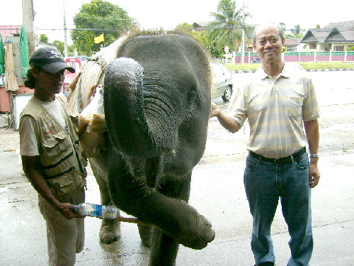 Writer posing with a baby elephant which made a curtsey at the Bandu Municipality, Chiang Rai