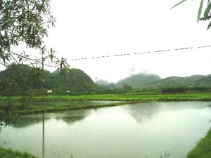 Paddy fields in between hills along a Zhaoqing road