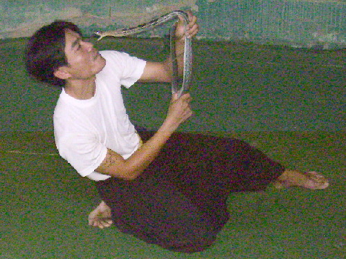 A snake-performer dicing with death