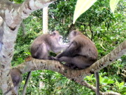 Macague monkeys in Sacred Monkey Santuary Forest