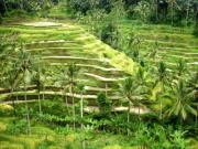 Tegallalang paddy terraces