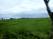 Paddy, an important Bali crop