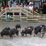 Little pigs waiting for a race