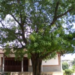 A Bodhi tree