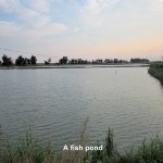 A man-made fish pond near Xinghua Bay