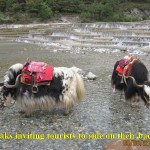 Yaks waiting to carry tourists