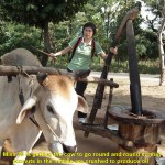 A Malaysian tourist, Oi, gets the cow to mill peanuts to obtain oil