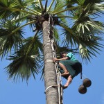 A farmer climbs up the palm tree to bring down flower juice