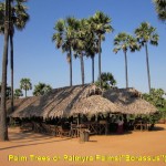 A palm farm