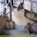 Wild hungry macaque monkeys on the Mount Popa Shrine stairway