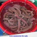 Seaworms for sale