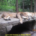 Lions having a siesta in Safari World