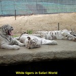 White tigers in Safari World