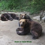 Black bears in Safari World
