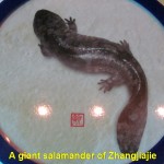 A giant salamander