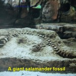 A salamander fossil
