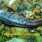 A giant salamander
