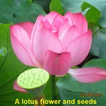 A lotus flower and seeds