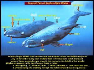 Names of parts of Southern Right whales 