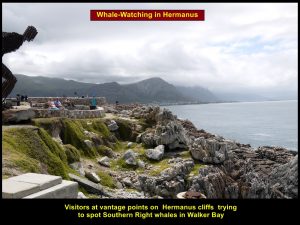 Several vantage points for whale-watching in Hermanus