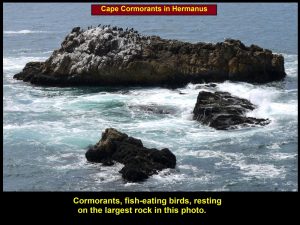 Cormorants resting on a large rock in Walker Bay, Hermanus