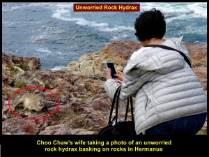 Choo Chaw's wife taking photo of a rock hydrax