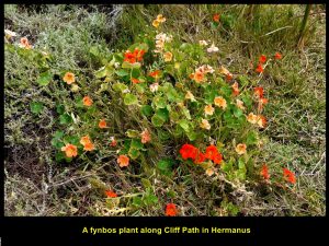 A fynbos plant along Cliff Path in Hermanus