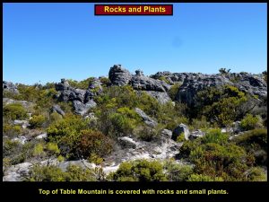 Sparse vegetation growing among the sandstone rocks