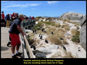 Tourists looking at penguins that were moulting