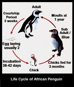 Life Cycle of African Penguin