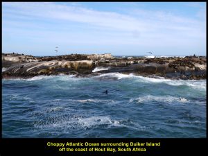 Duiker Island, a dirty-looking island full of African Fur Seals