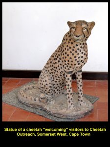Statue of a Cheetah at the entrance of Cheetah Outreach welcoming visitors 