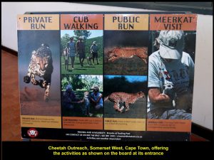 Cheetah Outreach's activities for visitors