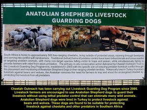 Farmers are encouraged to use dogs to guard their livestock against predators