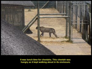 A hungry cheetah walking about and waiting for its food in an enclosed area.