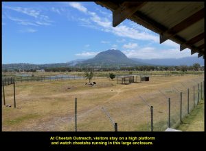 Visitors can watch cheetahs running in this large fenced-up field from a high platform.