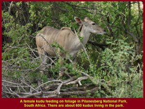 A female kudu eating leaves.