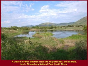 A water-hole that attracted local and migrant birds, and animals, too