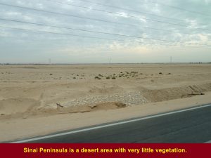 Sinai Peninsula is a desert area with very little vegetation