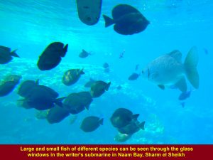 Large and small fish of diverse kinds in Naama Bay, Sharm el Sheikh
